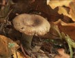 Grzyby jadalne też mogą spowodować zatrucie