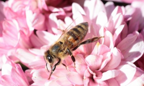 Alergia – irracjonalna walka organizmu