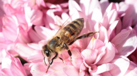 Alergia – irracjonalna walka organizmu , LIFESTYLE - Wiosna kojarzy się z zielenią, pierwszymi promieniami słońca i budzącą się do życia przyrodą, jednak dla wielu z nas potrafi być prawdziwym koszmarem. Wysypka, zapalenie spojówek, katar... a może to alergia? Jak ją rozpoznać i jak zdiagnozować?