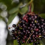 Czarny bez – naturalny sposób na zdrowie