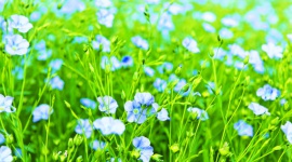 Jak kwitnąć mimo przekwitania? , LIFESTYLE - Złe samopoczucie, rozdrażnienie, zaburzenia koncentracji, to tylko niektóre z objawów charakterystycznych dla menopauzy. Jednak ten naturalny etap w życiu kobiety nie musi wiązać się wyłącznie z nieprzyjemnymi dolegliwościami.