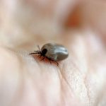Na boreliozę chorujemy znacznie częściej, niż myślimy