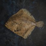 Turbot bałtycki 20 marca, obchodzony jako Międzynarodowy Dzień Bez Mięsa (Meatout Day) dlatego pora na: Turbot w roli głównej – ryba, której się nie oprzesz