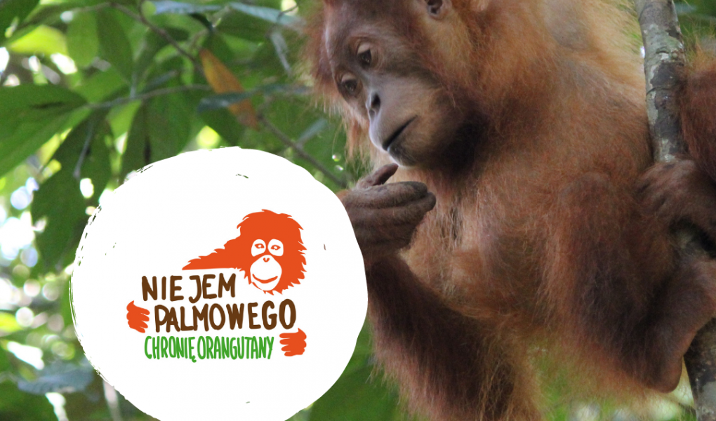 nie-jem-palmowego-chronie-orangutny Nie jem palmowego!